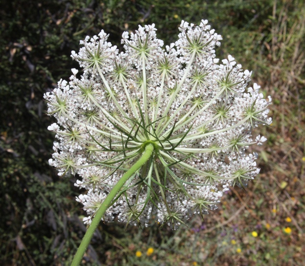 Daucus carota s.l. / Carota selvatica